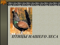 Презентация по биологии на тему Птицы нашего леса