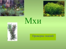 Презентация по биологии Мхи. Проверка знаний (7 класс)