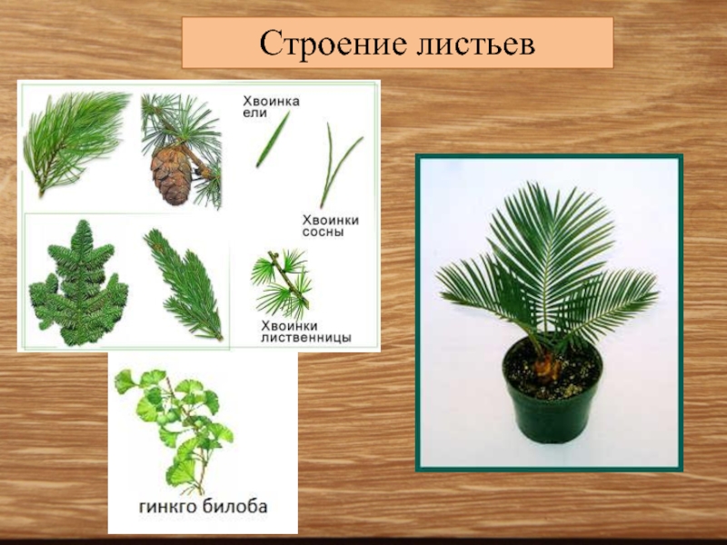 Голосеменные растения имеют цветок. Листья голосеменных. Листья голосеменных растений. Форма листьев голосеменных. Строение листа голосеменных.