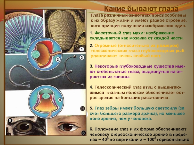 Презентация зрение птиц