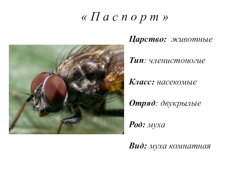 Комнатная муха полное или. Классификация комнатной мухи. Комнатная Муха Тип. Комнатная Муха класс вид.