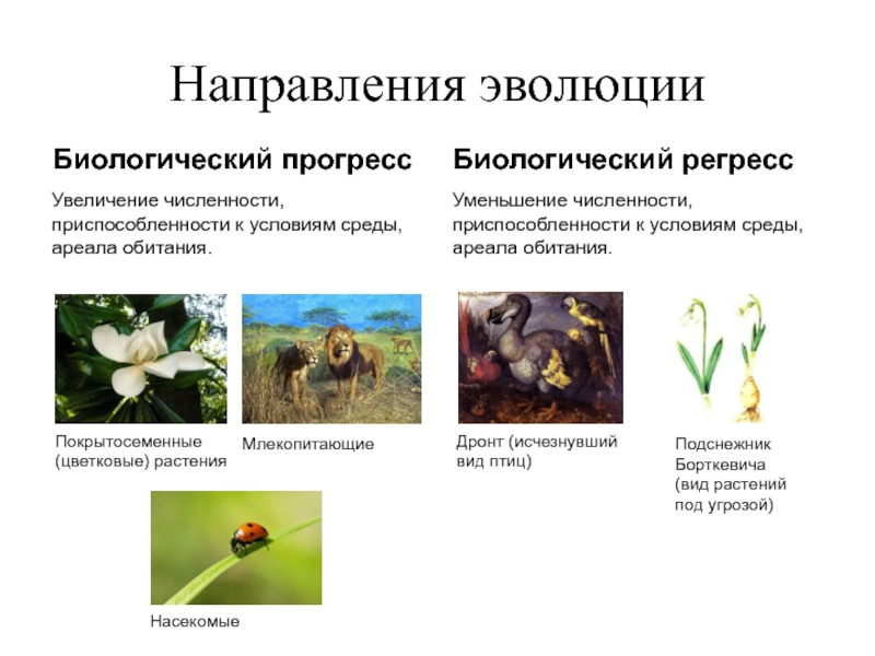Биологический прогресс насекомых
