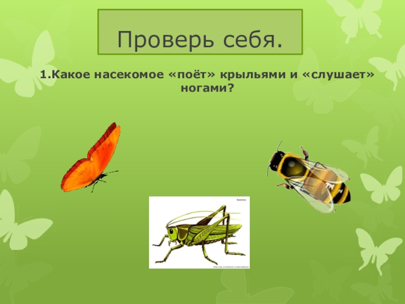 Планирование насекомые подготовительная. Проект насекомые. Какое насекомое поет крыльями. Рисование насекомые в подготовительной группе. Какое насекомое слышит ногами а поет крыльями.