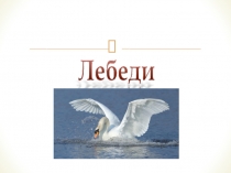 Презентация по окружающему миру 1 класс Лебеди