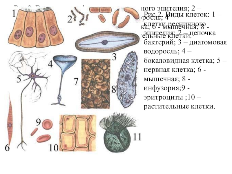 Типы клеток рисунки. Виды клеток. Типы клеток человека. Типы клеток биология. Разнообразие клеток человека.