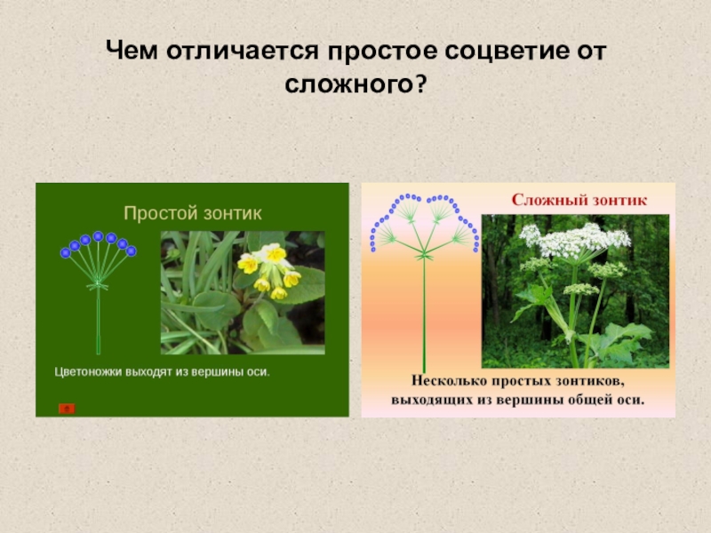 Чем отличаются простые от сложных. Отличие сложных соцветий от простых. Чем отличаются простые соцветия от сложно. Сложные соцветия отличаются от простых. Чем простые соцветия отличаются от сложных.