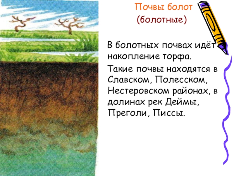 Какая почва в болотах. Почвы болот. Сообщение о болотистой почве 4 класс. Почвы Калининградской области. Какая почва под болотом.