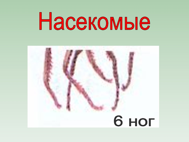 У насекомых пар ног. Насекомые 6 ног. Насекомое 6 лап. У насекомых 6 ног или лап. Только у насекомых бывает 6 ног.