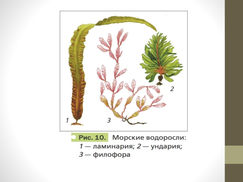 Характеристика царства растения 5 класс презентация