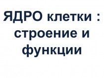 Презентация к уроку Строение клетки: ядро