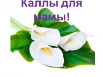 Аппликация Каллы для мамы