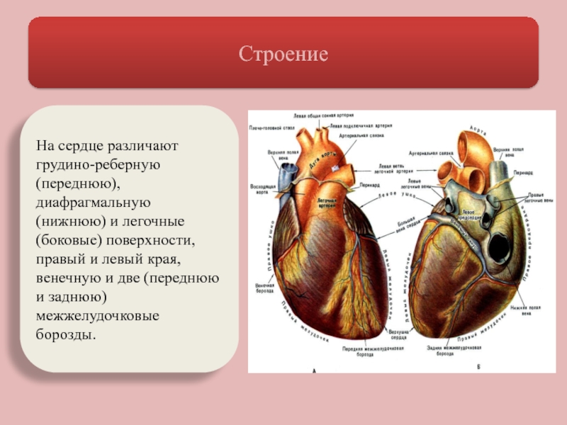 Борозды сердца анатомия картинки