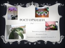 Презентация мини-проекта Выращивание орхидей