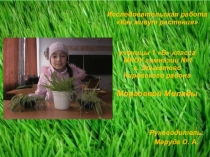 Проектная работа на тему Как живут растения