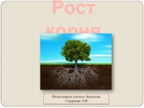 Презентация по биологии на тему Рост корня (5 класс)