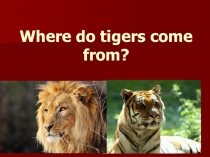 Презентация по английскому языку на тему Where do tigers come from?