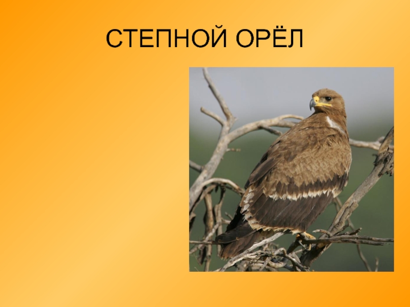 Орел 4 класс. Степной Орел презентация 4 класс. Степной Орел 4 класс окружающий мир. Степной Орел доклад. Краткое сообщение о Степном Орле.