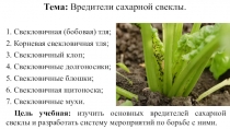 Презентация по сельскохозяйственной энтомологии на тему Вредители сахарной свеклы
