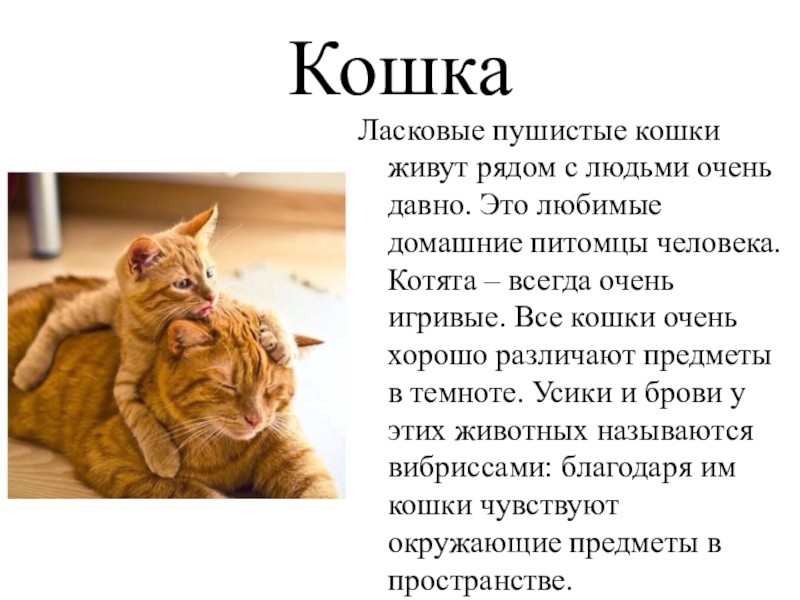 Кошки живут