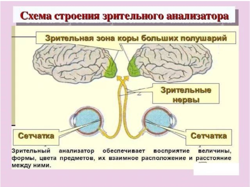 Механизм работы зрительного анализатора схема