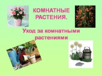 Презентация к уроку окр.мира Комнатные растения и уход за ними