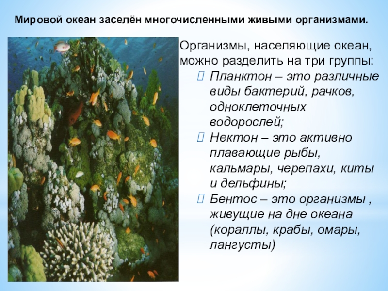 Группы организмов в океане