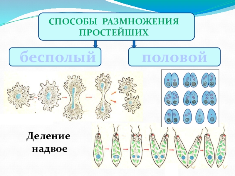 Бесполое размножение деление рисунок