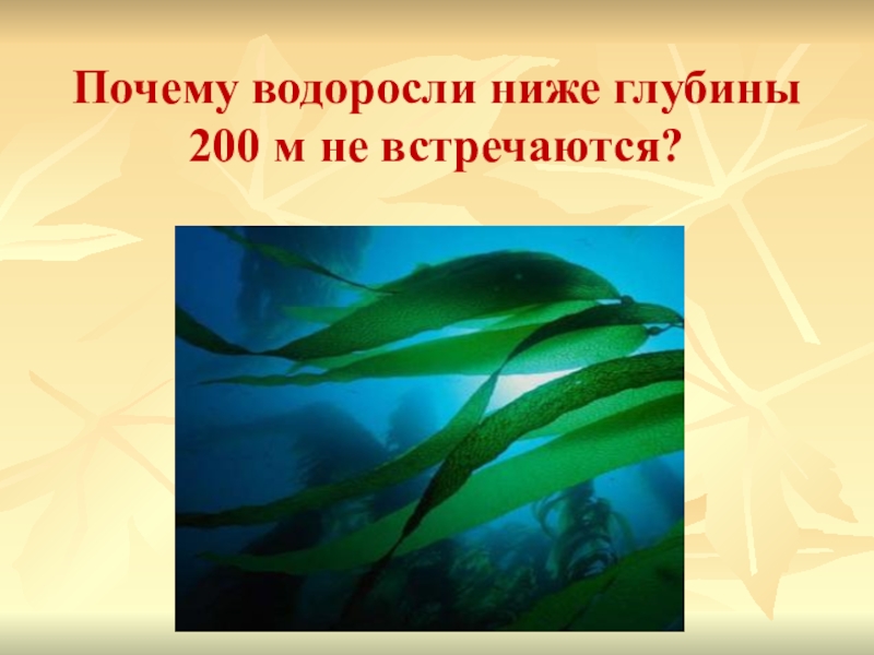 Среди водорослей. Водоросли на глубине. Водоросли по глубине обитания. Водоросли на разной глубине. Водоросли обитают на глубине.