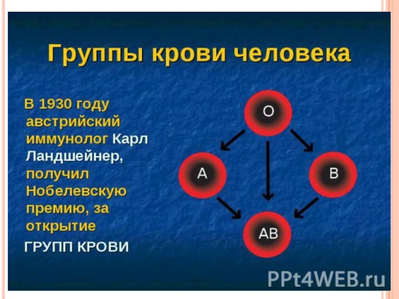 Четвертое положительное. Группы крови и резус-фактор по редкости. Группа крови. Редкая группа крови. Редкость групп крови.