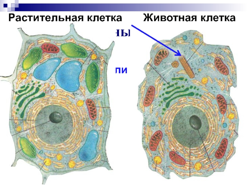 Клеточный центр растительная клетка животная клетка