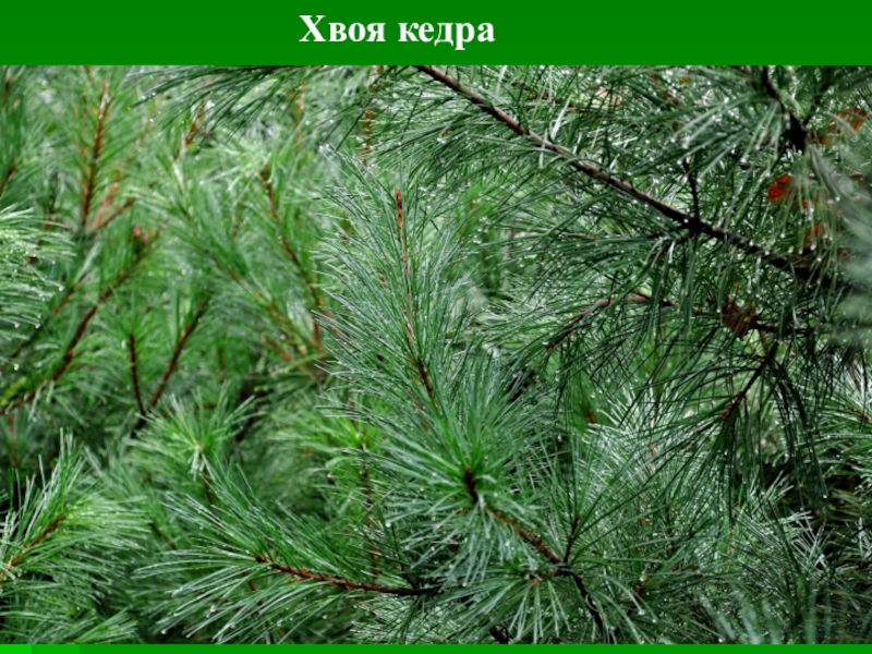 Сосна окраска хвои. Хвоя кедра. Хвоинки кедра. Кедр лапник. Сосна Сибирская хвоя.