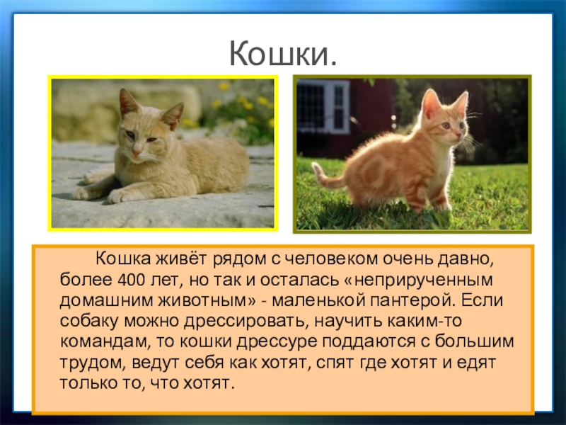 Кошки презентация 1 класс