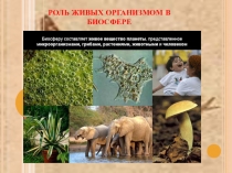 Презентация по биологии на тему Роль живых организмов в биосфере