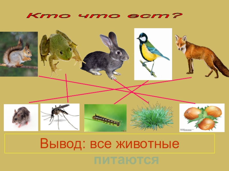 Презентация как живут животные. Как живут животные. Какие животные чем питаются. Как живут животные 1 класс. Окр мира кто что ест.