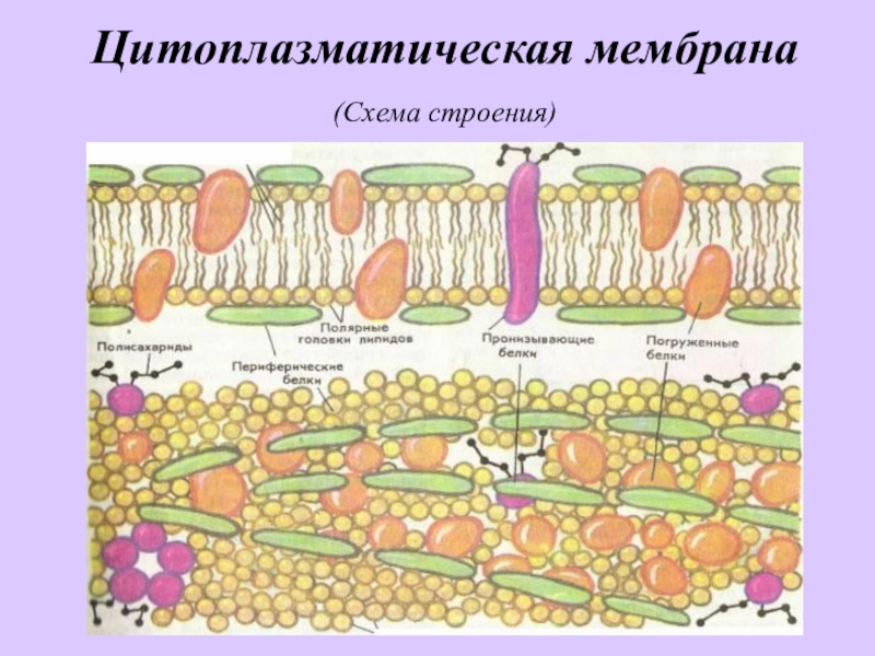 Схема строения цитоплазматической мембраны