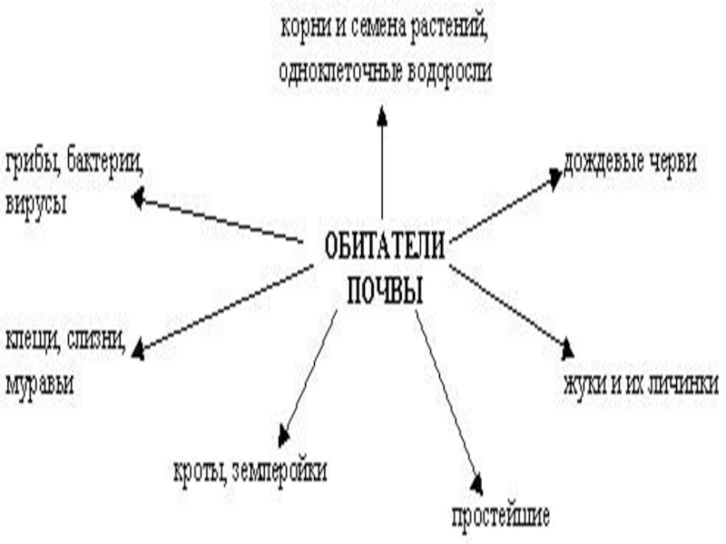 Состав почвы 5 класс биология схема