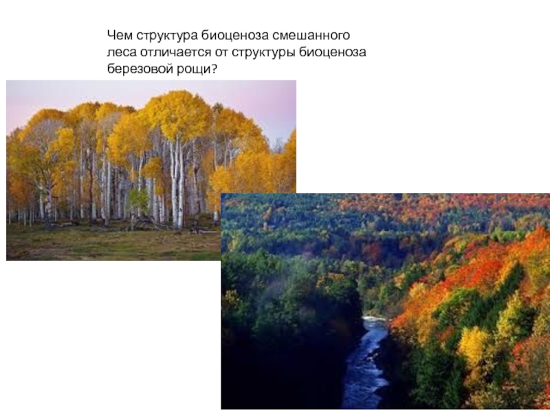 биоценоз смешанных лесов