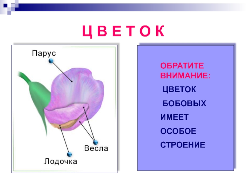 Схема цветка бобового