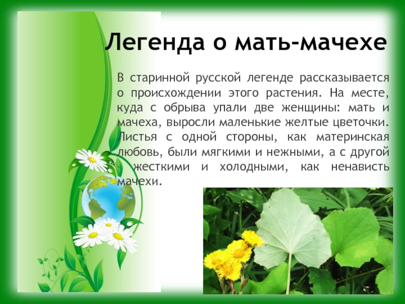 Легенда о мать-мачехеВ старинной русской легенде рассказывается о происхождении этого растения. На месте, куда с обрыва упали