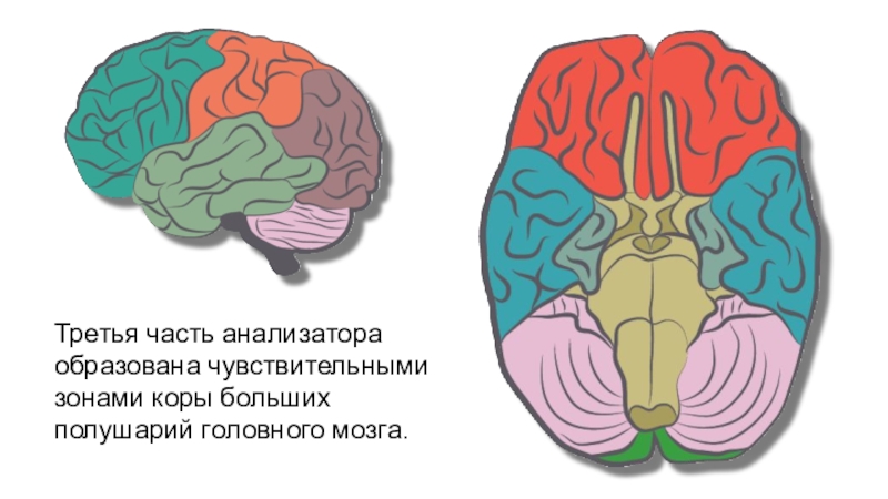 Доли коры головного мозга рисунок