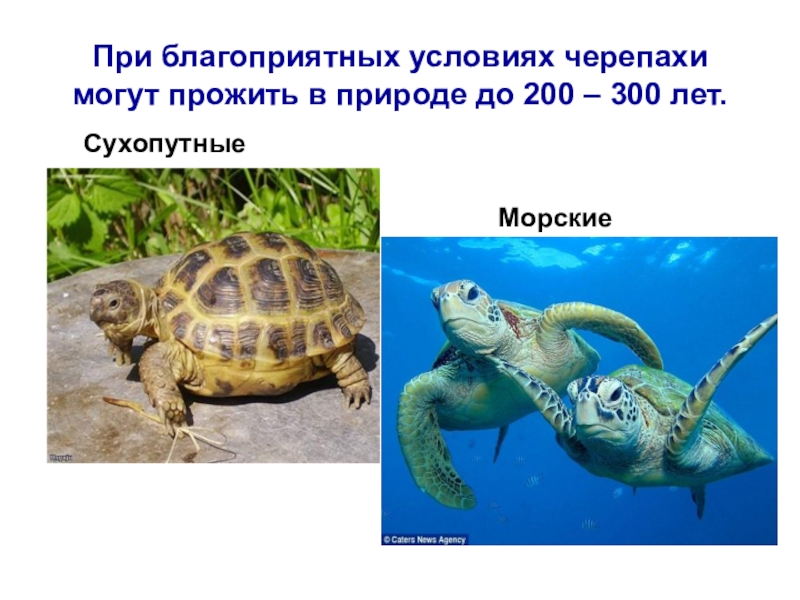 Черепахи живут 300