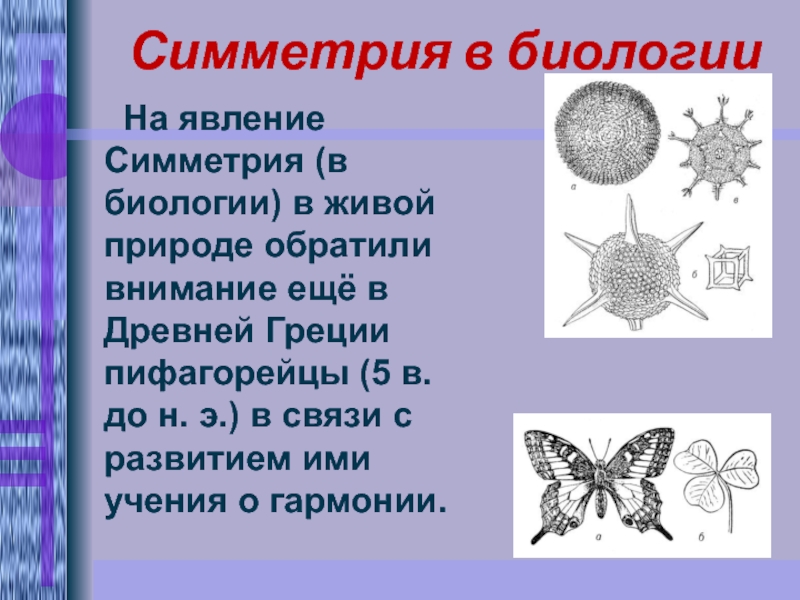 Какие бывают симметрии тела у животных. Симметрия (биология). Типы симметрии. Симметрия в живой природе. Симметрия в природе (биологии).