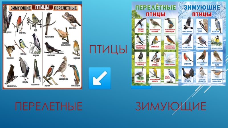 Какие птицы остаются зимовать. Зиующие перелётные птицы. Таблица зимующие и перелетные птицы. Перелетная зимующая птичка. Перелетные и зимующие птицы.