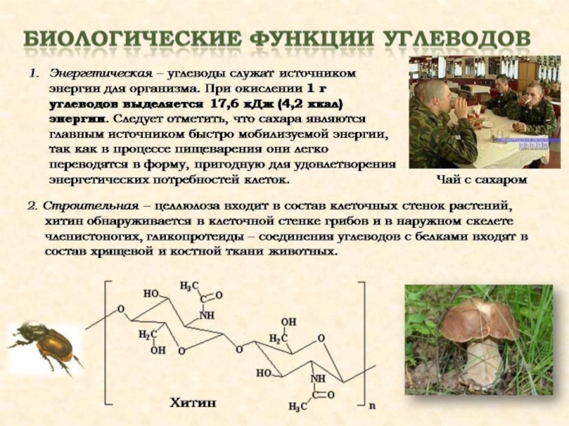 Презентация на тему полисахариды