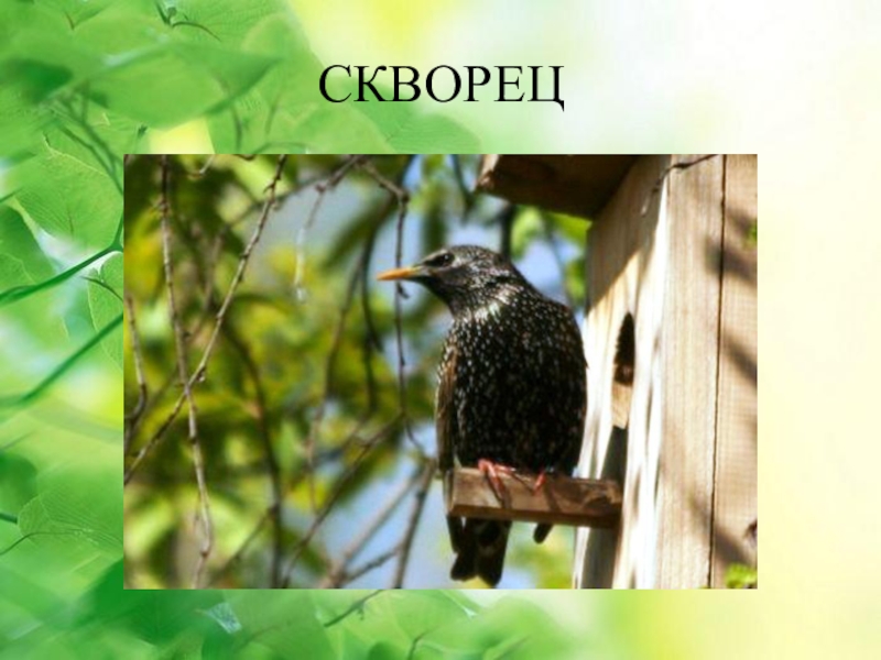 основа слова скворец