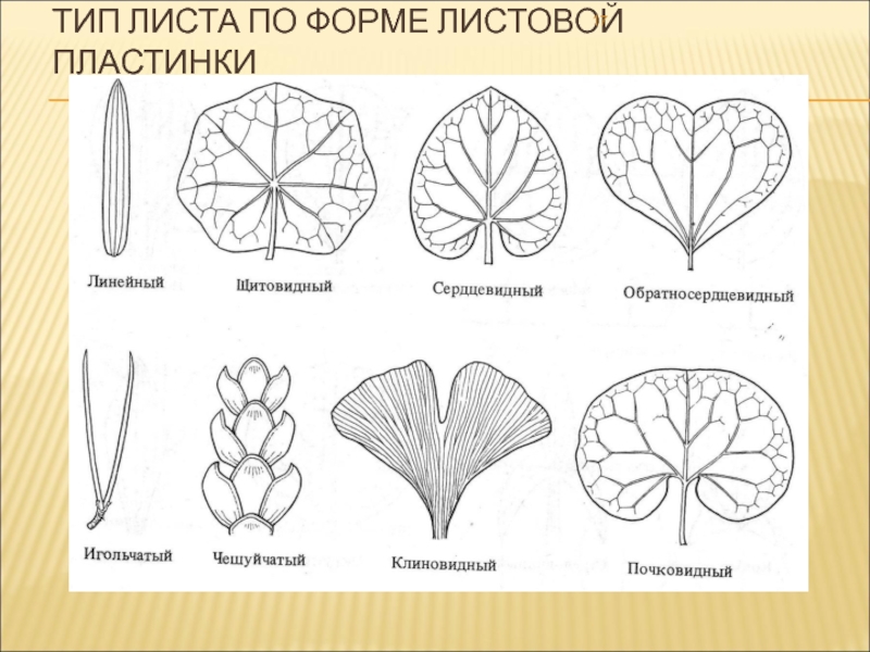 Типы листа растений. Форма листовой пластинки широкояйцевидная. Почковидная форма листовой пластинки. Тип листа по форме листовой пластинки. Рассеченность листовой пластинки.