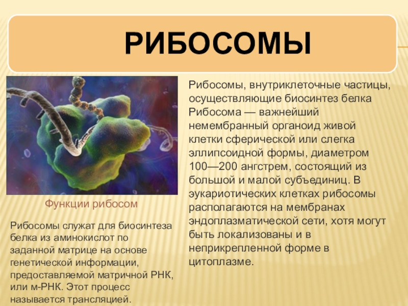 Белки рибосом. Органоид клетки осуществляющий Биосинтез белка. Роль рибосом в синтезе белка заключается в. Синтез белка происходит в органоидах клетки. Какие органоиды обеспечивают Биосинтез белков цитоплазмы клетки?.