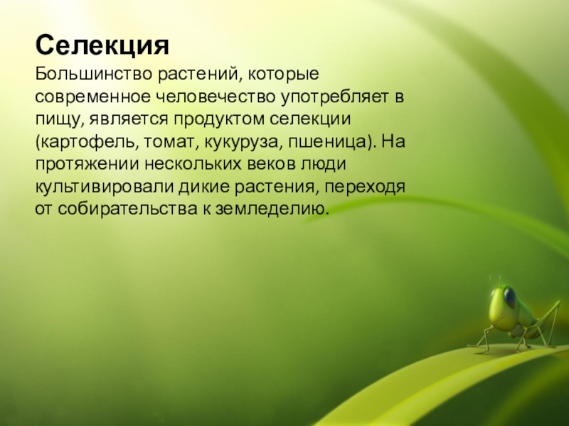 Основные методы селекции 11 класс презентация. Хайко Беккер селекция растений.