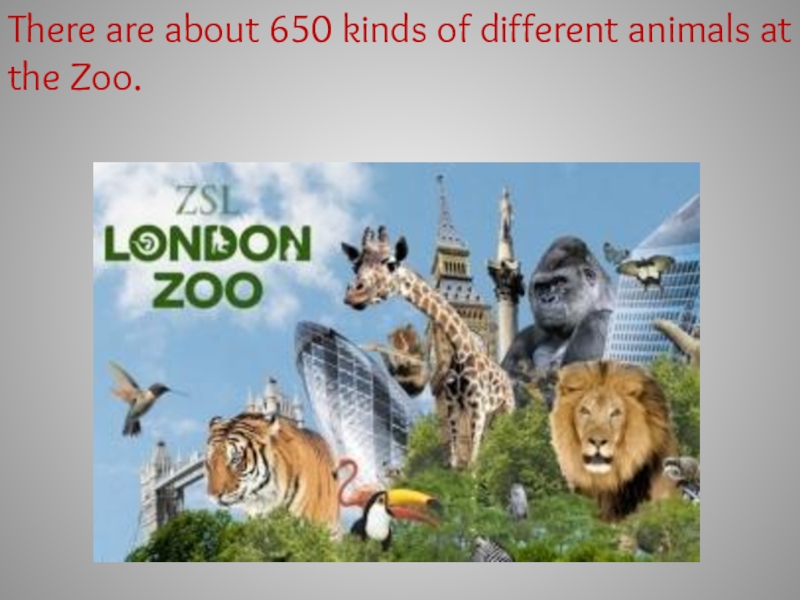 London zoo презентация