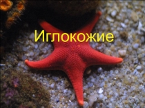Презентация ''Разнообразие живой природы.Иглокожие.''